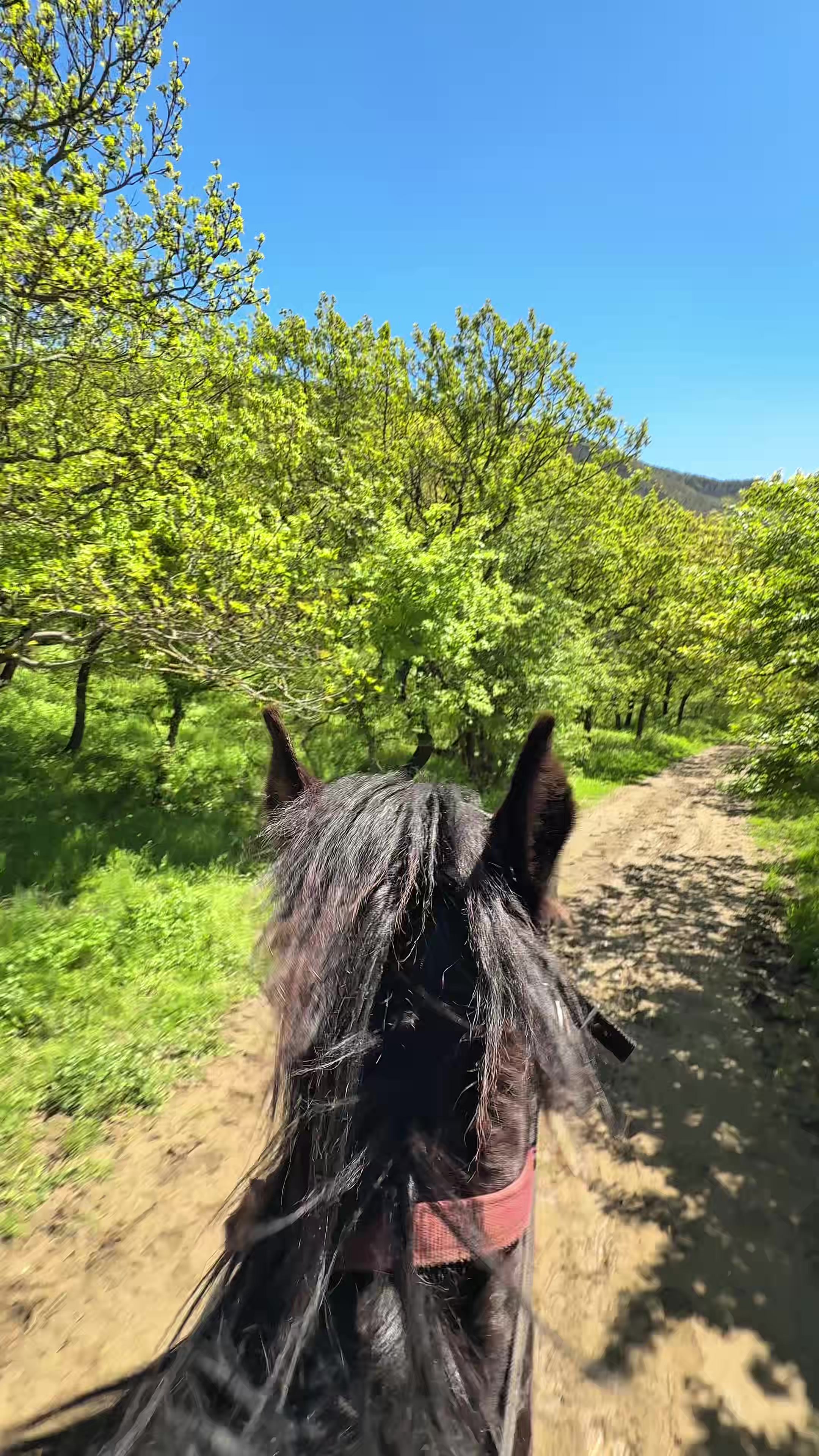 @horselakia