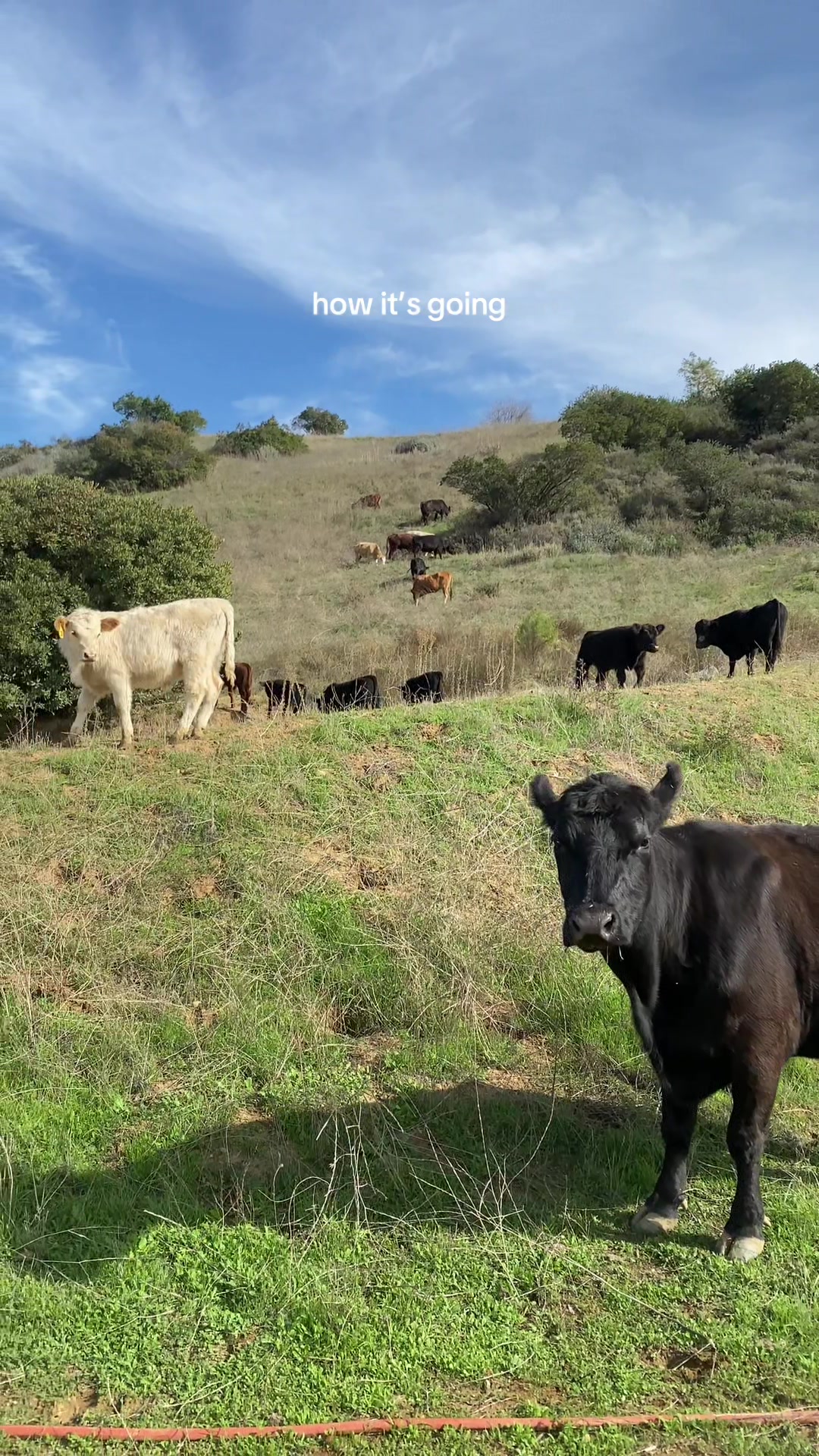 @hvrcattle