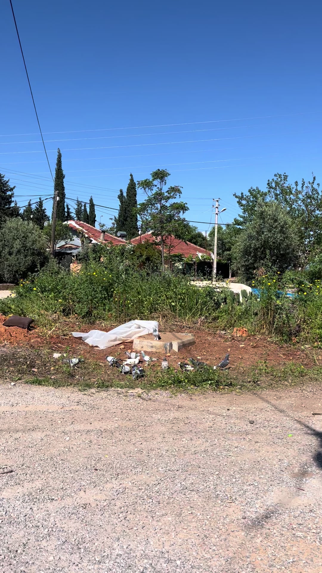@horoz ve oyun kuşu güvercin