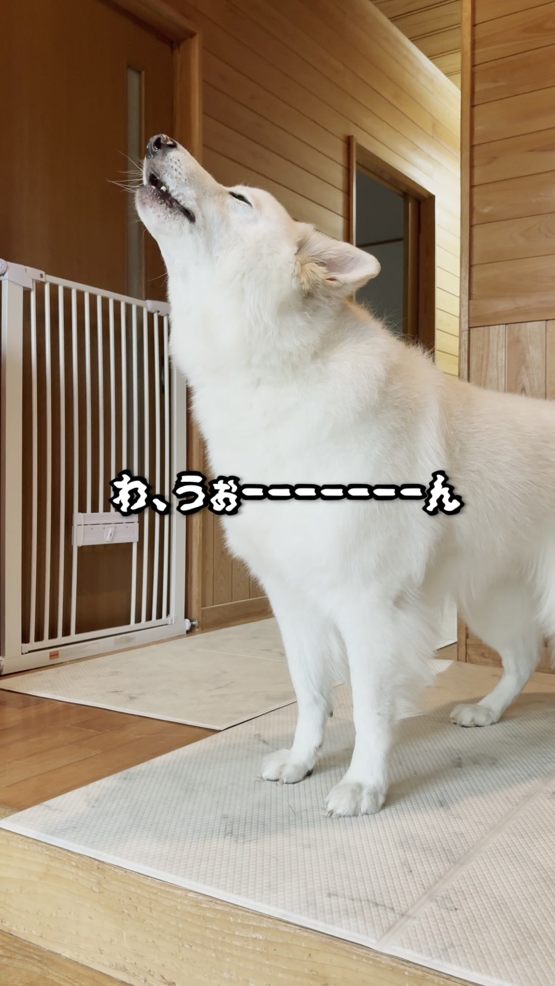 @ねこぷにもふ|ホワイトシェパードのハクちゃん