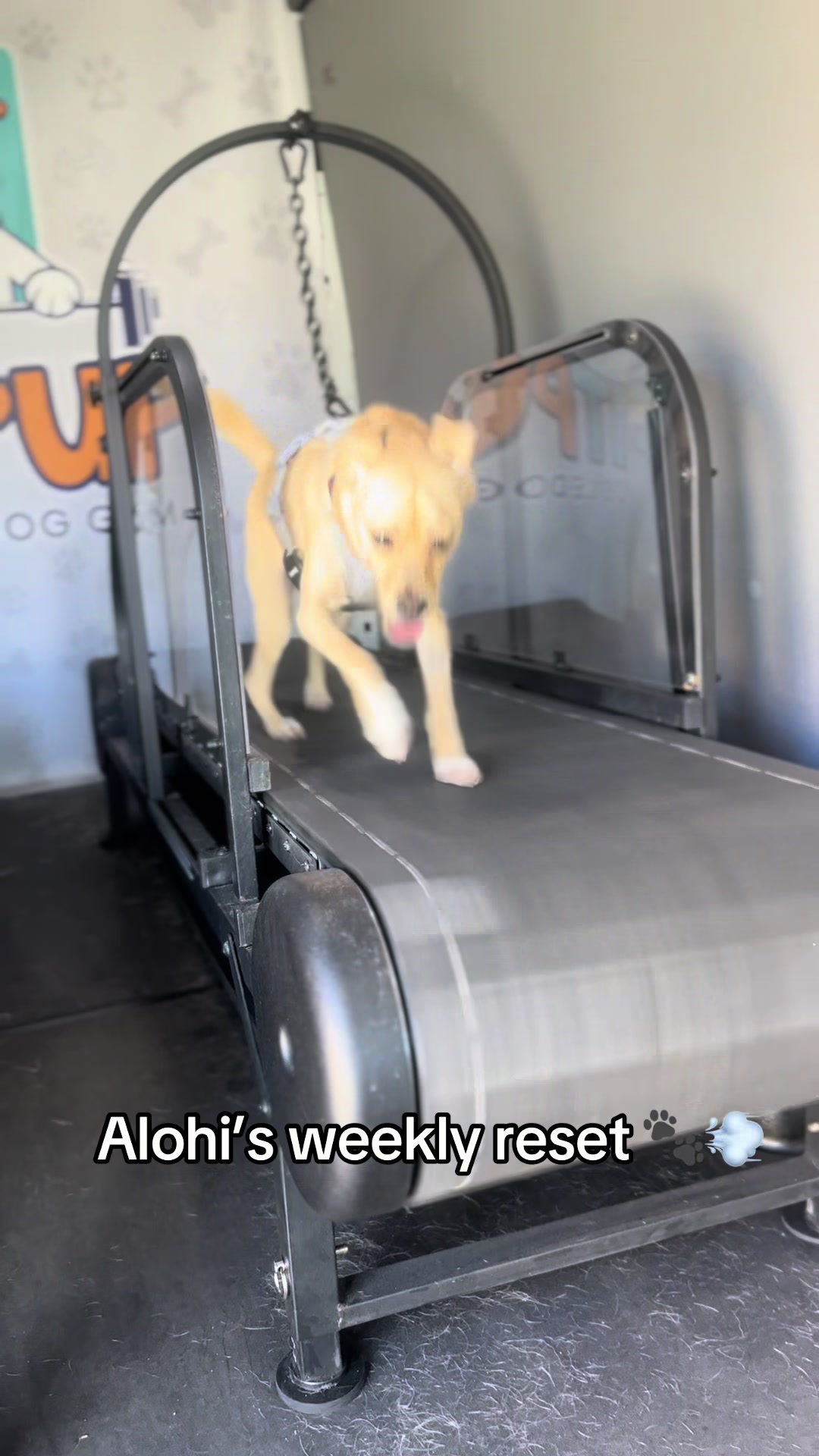 @FITPUP Mobile Dog Gym