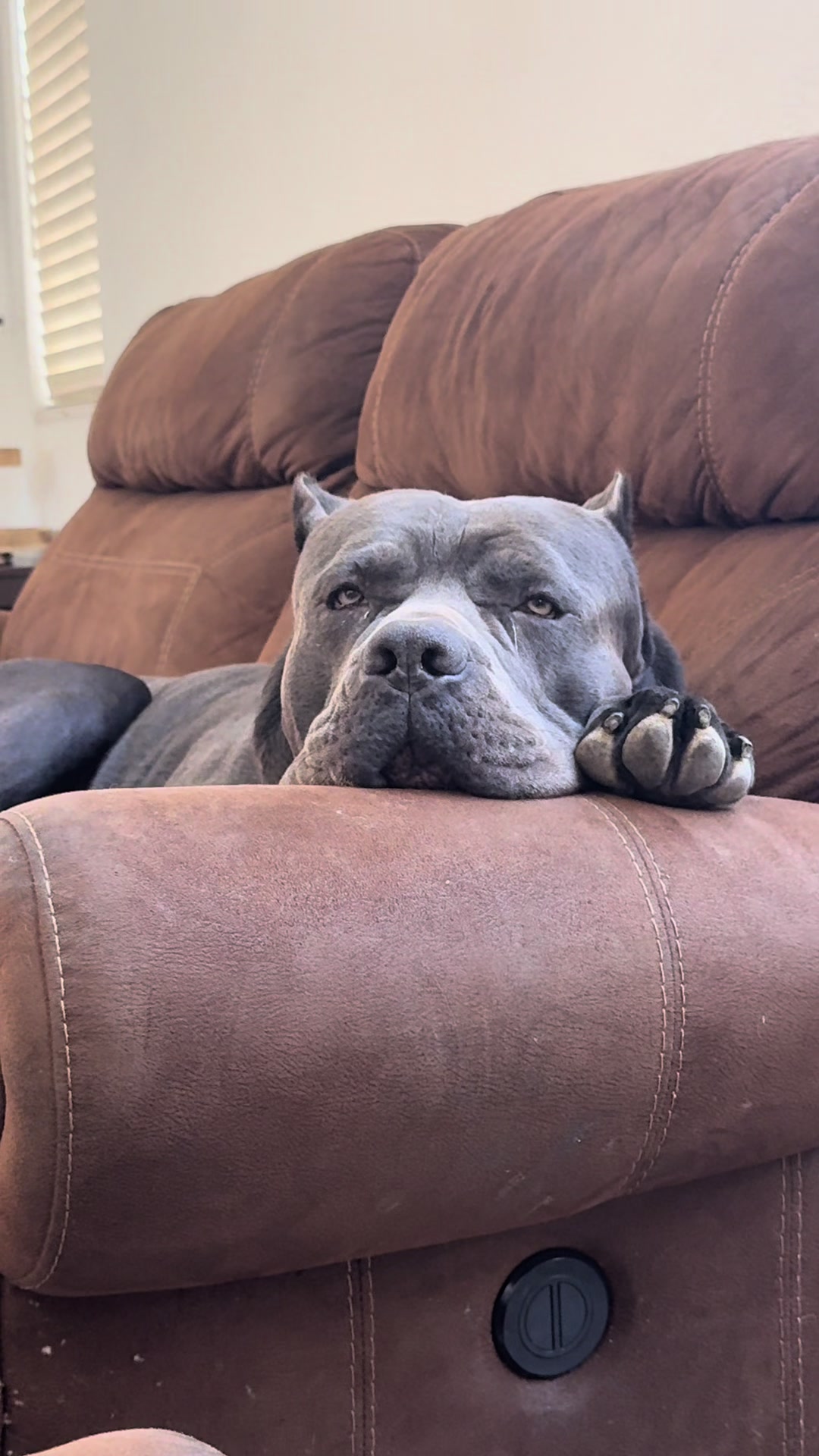 @Alistair the Cane Corso