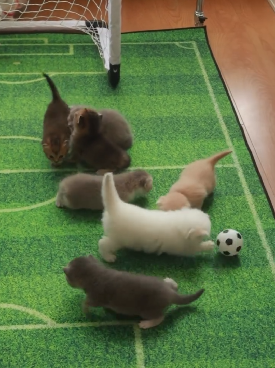 @Chonky World Of Cats