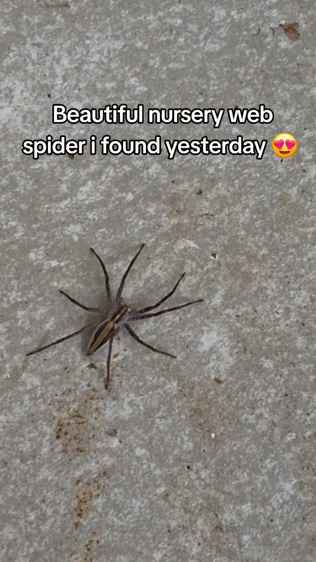 @robs BIG SPIDERS!!!