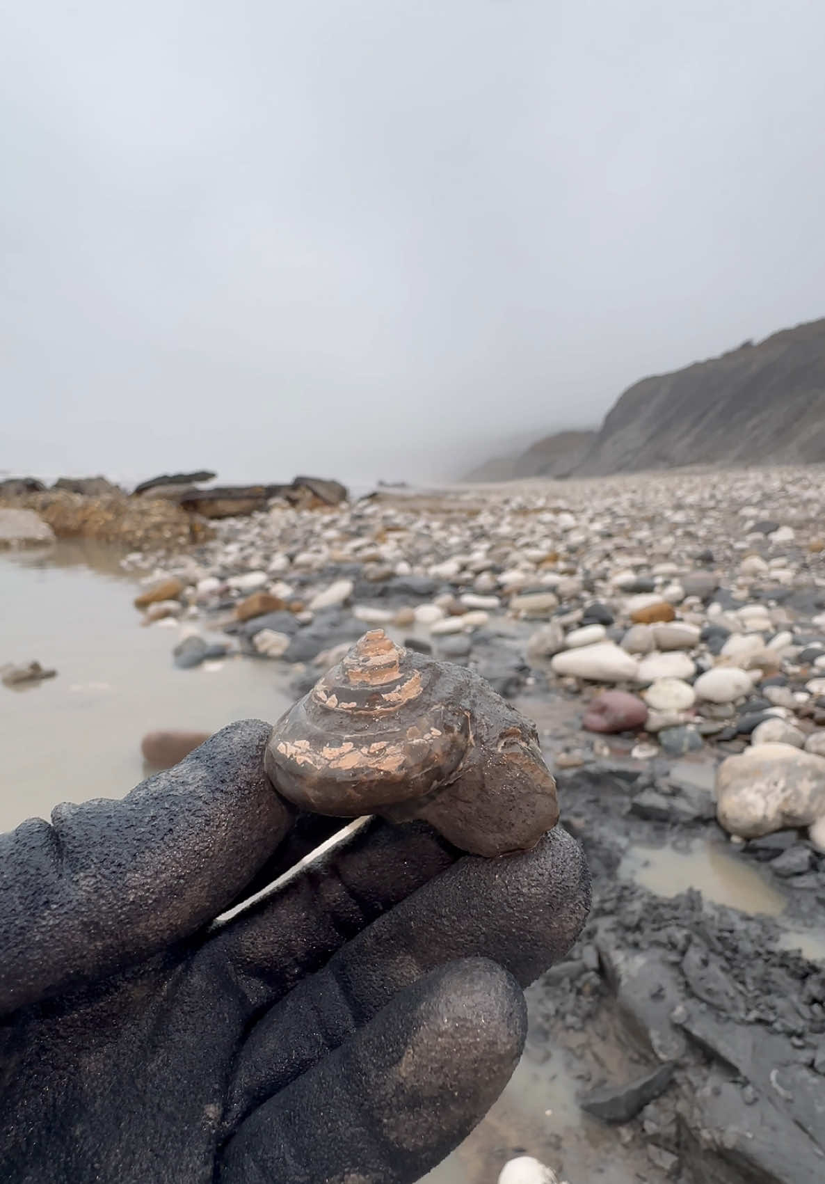 @yorkshire.fossils