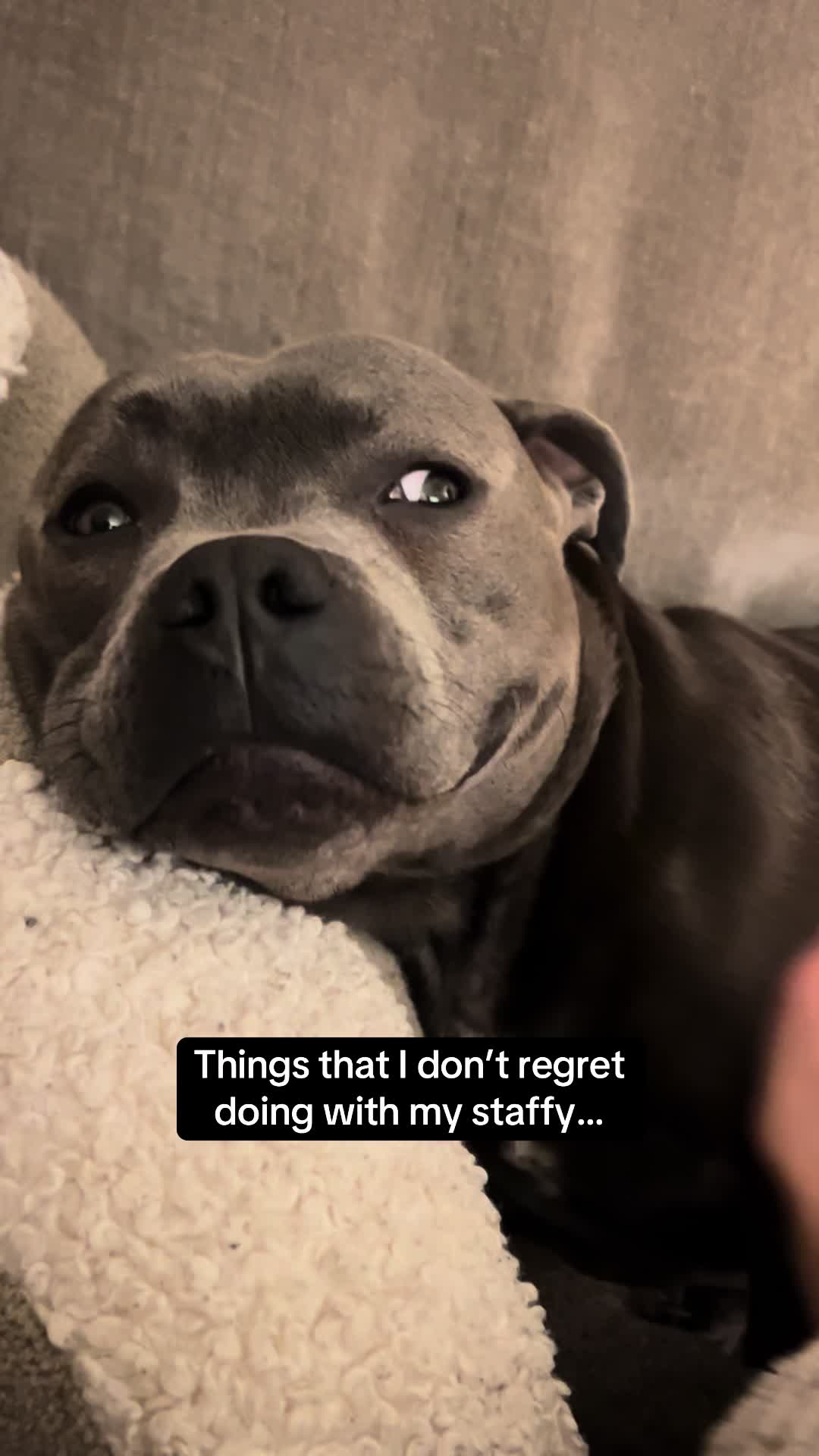 @Zeus the Blue Staffy⚡️