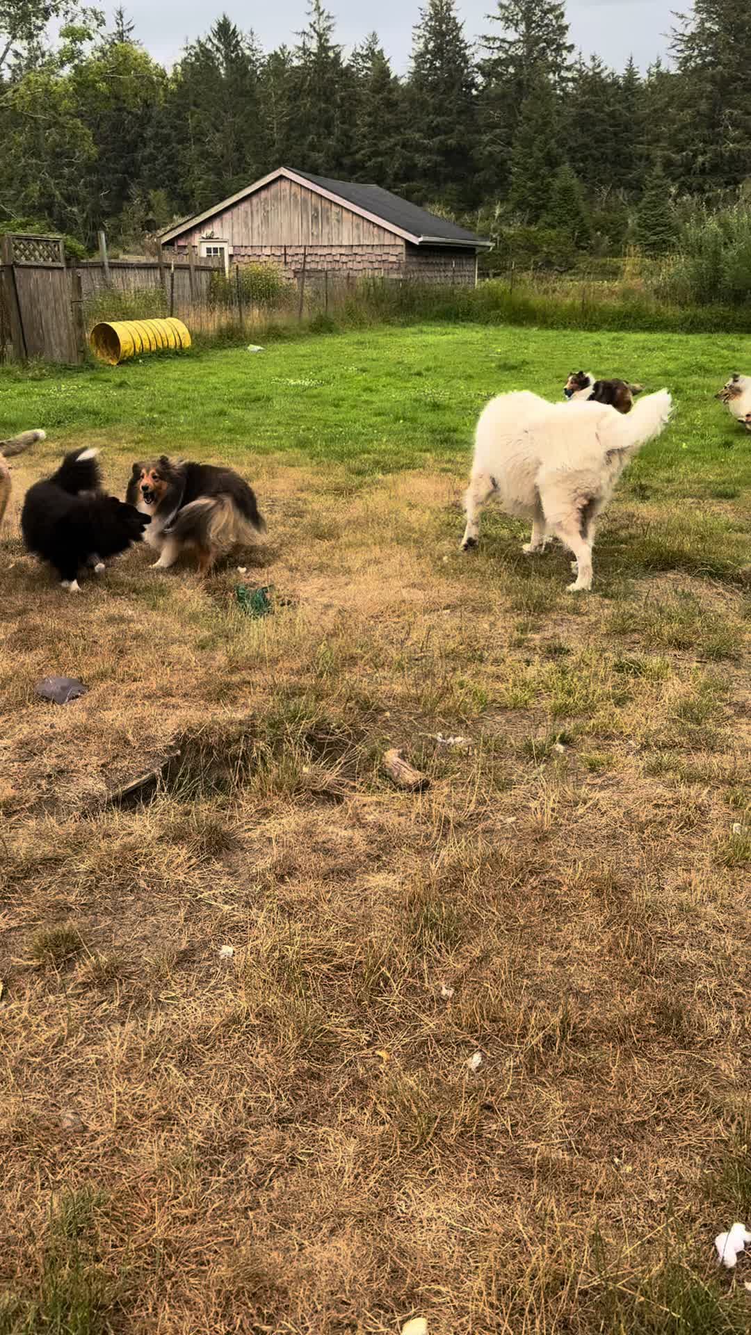 @Heather Discovery Canine Adv.