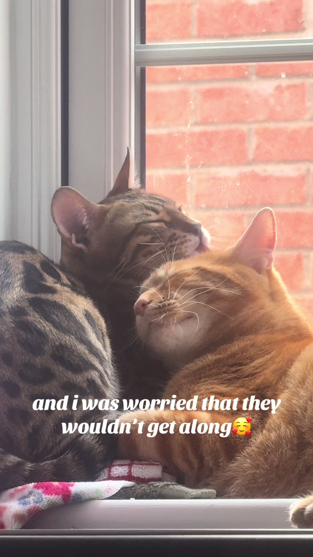 @Nacho&Bagel 🐈🐆