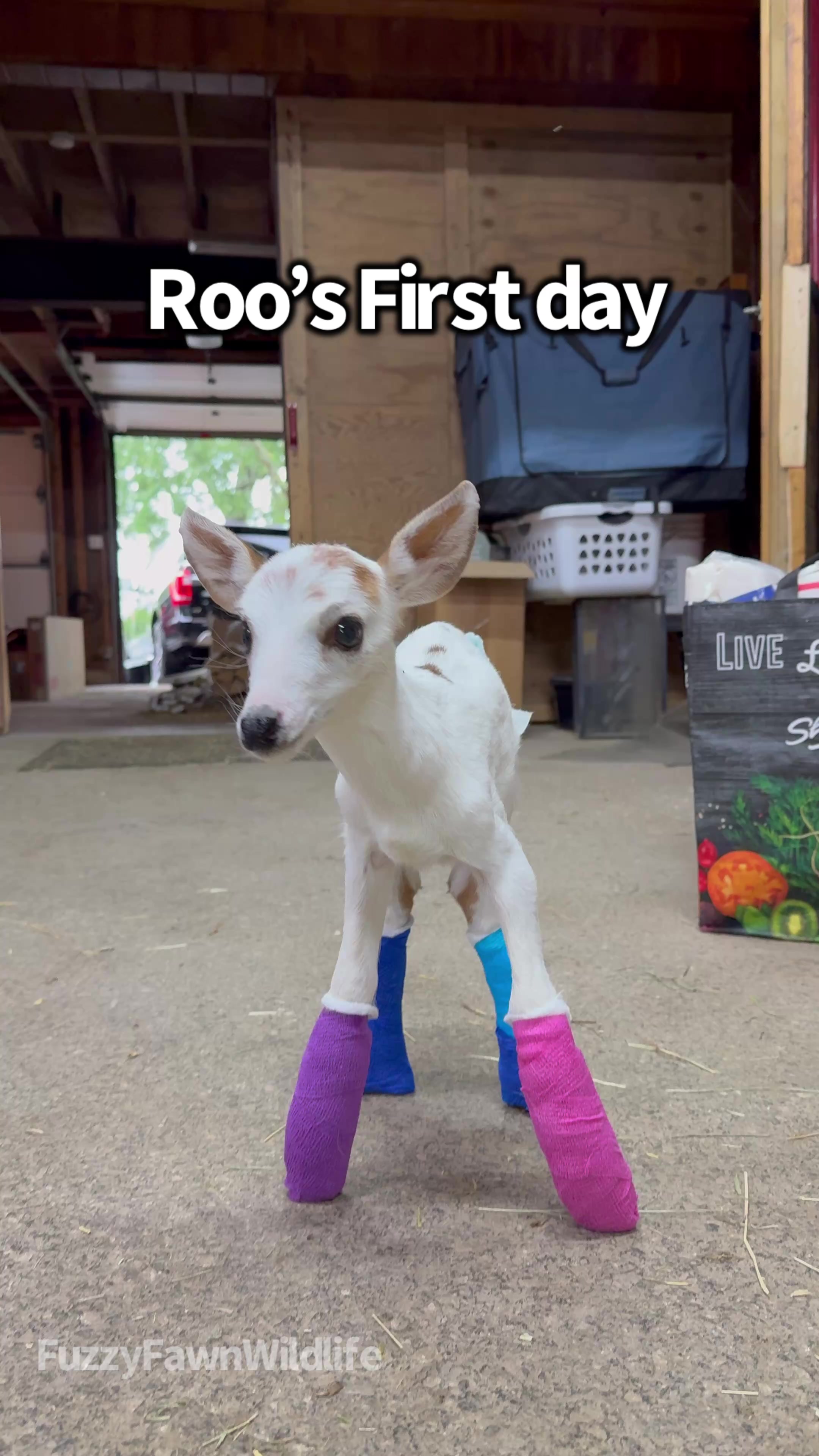 @Fuzzy Fawn Wildlife