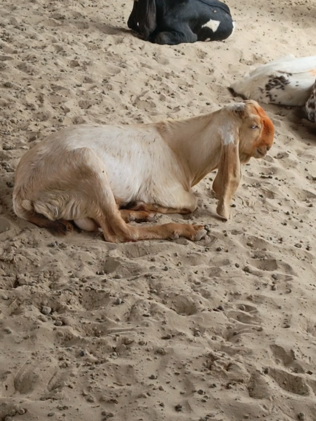@AHMED GOAT CORNER 🐐🇵🇰