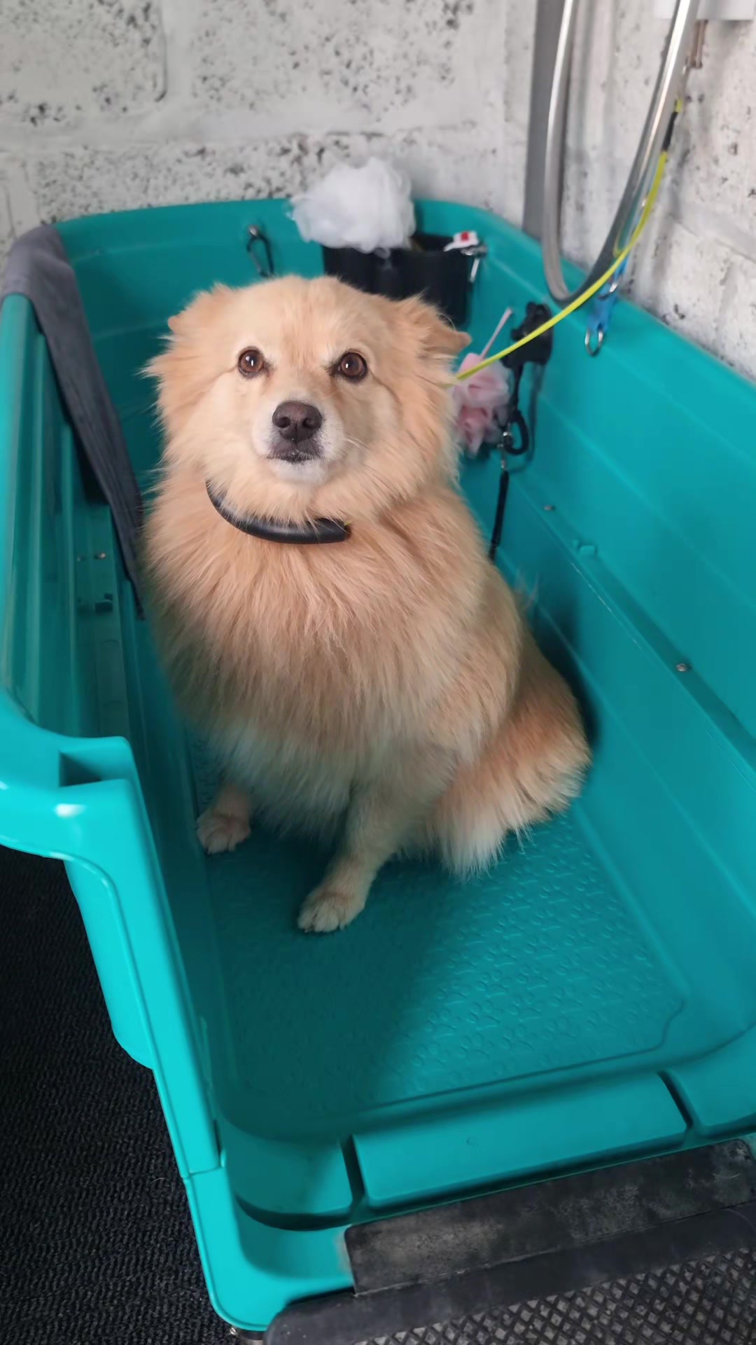 @PawsomeDogGroomingSouthOxhey