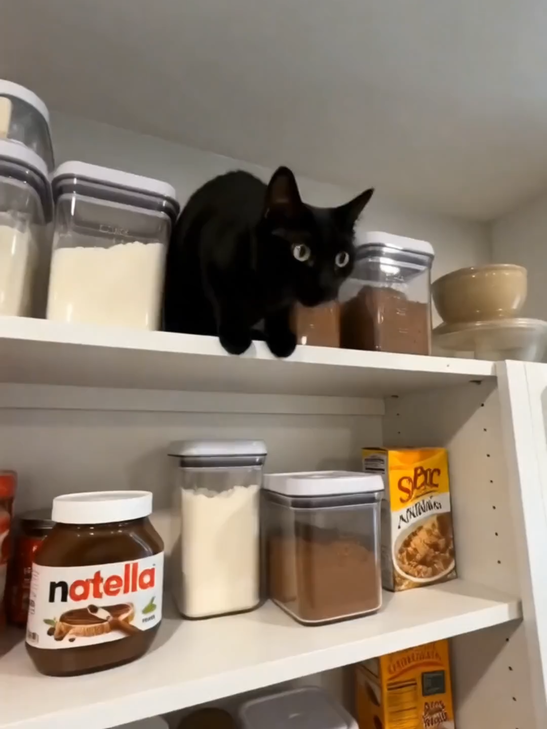 @thefelineglitch