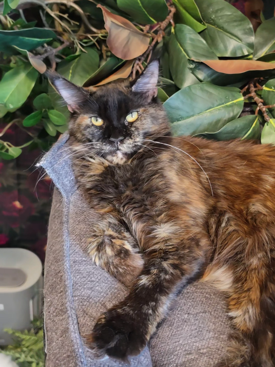@Peaky Claws Cattery
