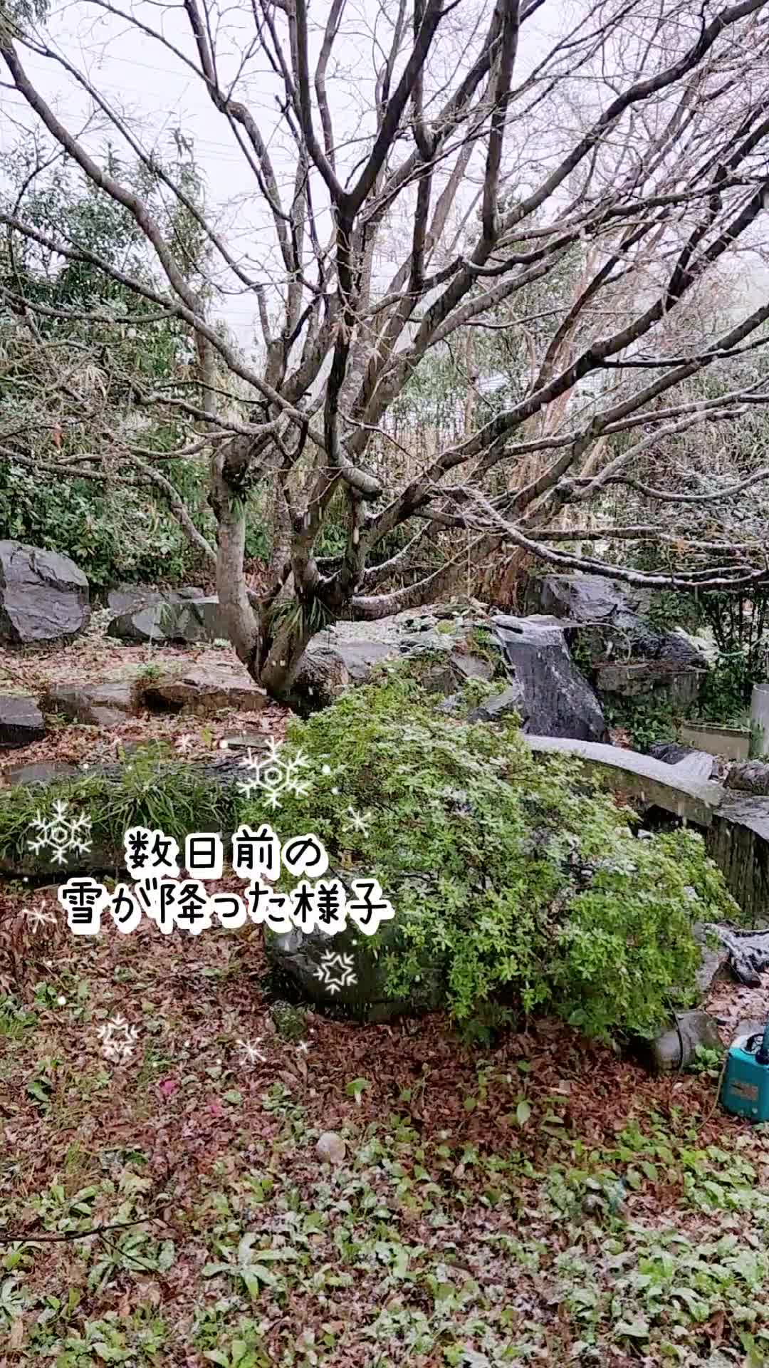 @杏蜜～5dogs and family～