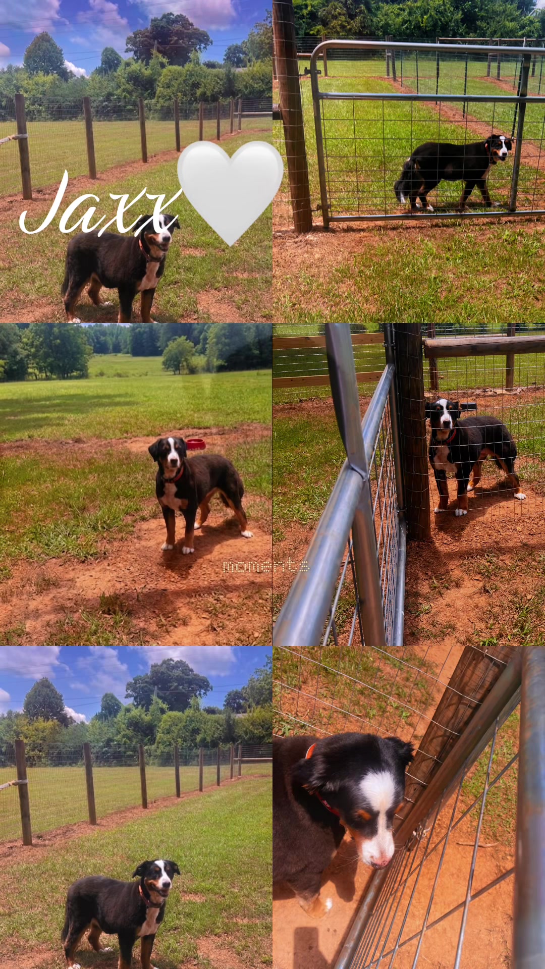 @Angie@k9kennels🐾