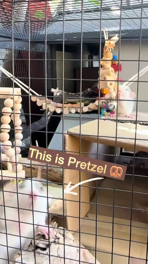 @Nosies and Toesies Rattery