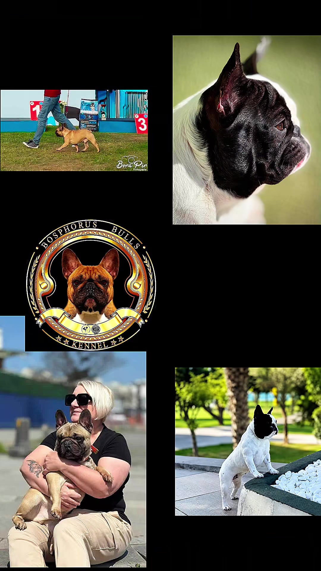 @Bosphorus Bulls French Bulldog