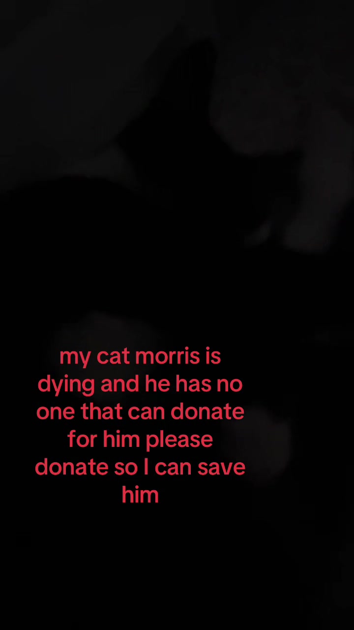 @Save Morris from FIP 🐾❤️&zwj;🩹