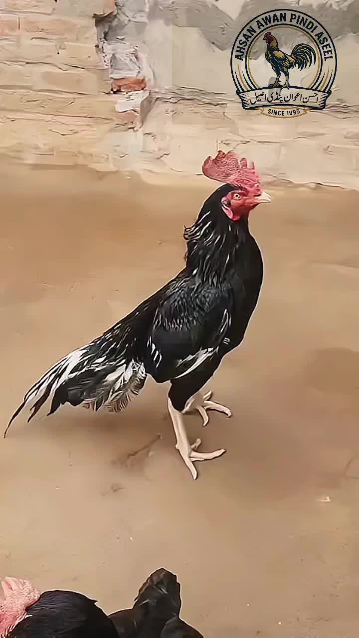 @احسن اعوان پنڈی وال اصیل