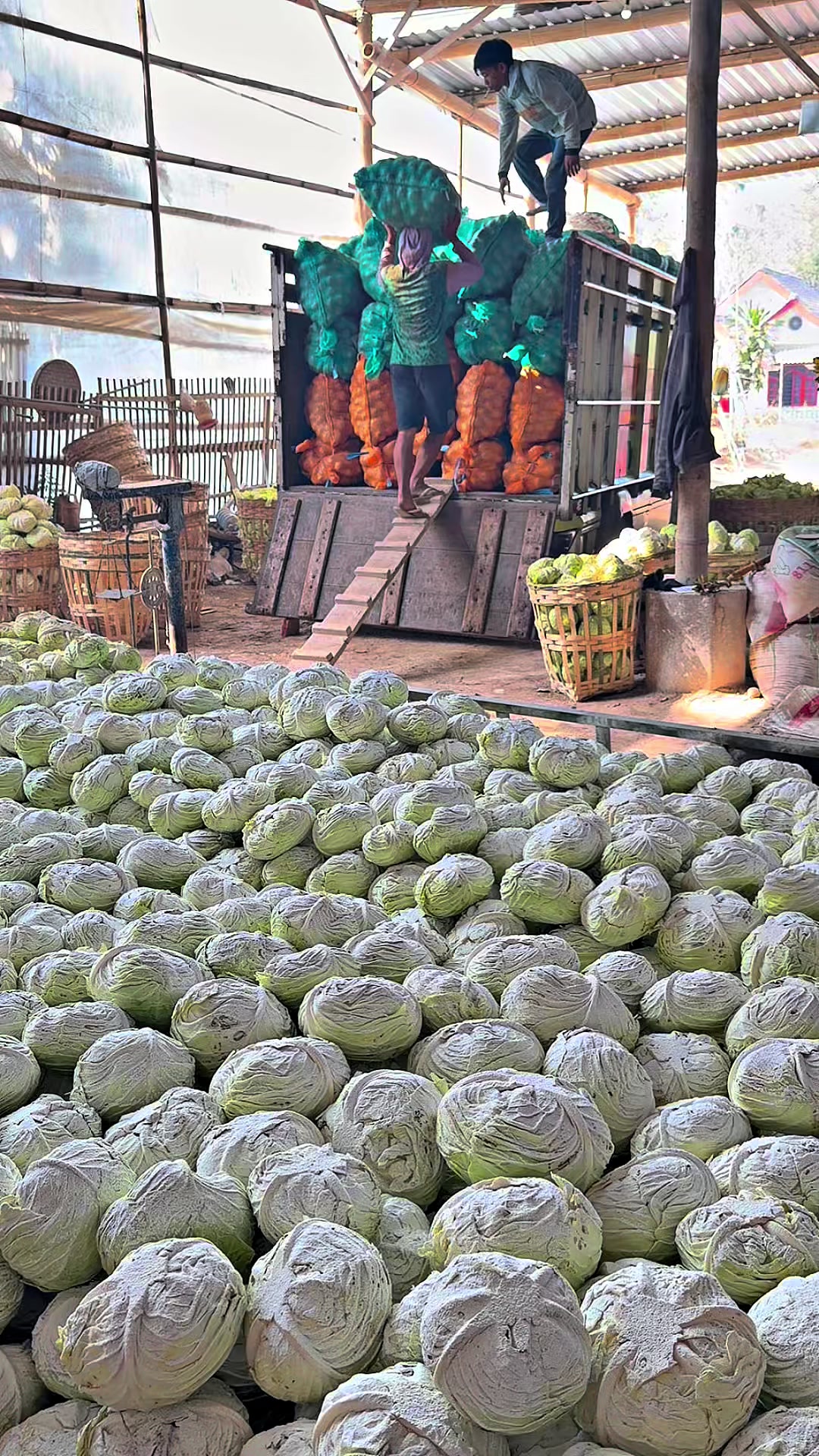 @MEGA TRANS SAYUR MALANG