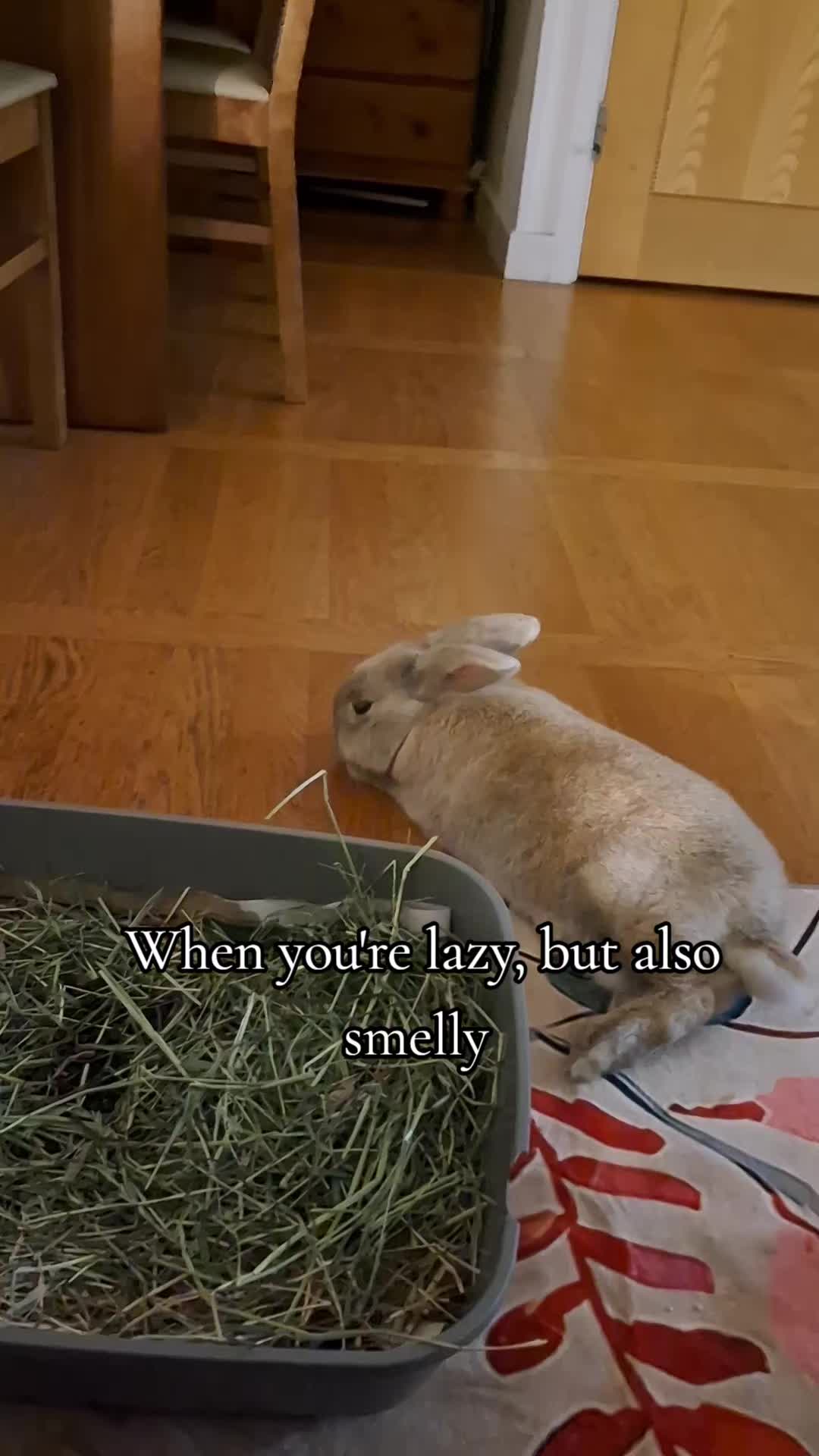 @Bunny Family