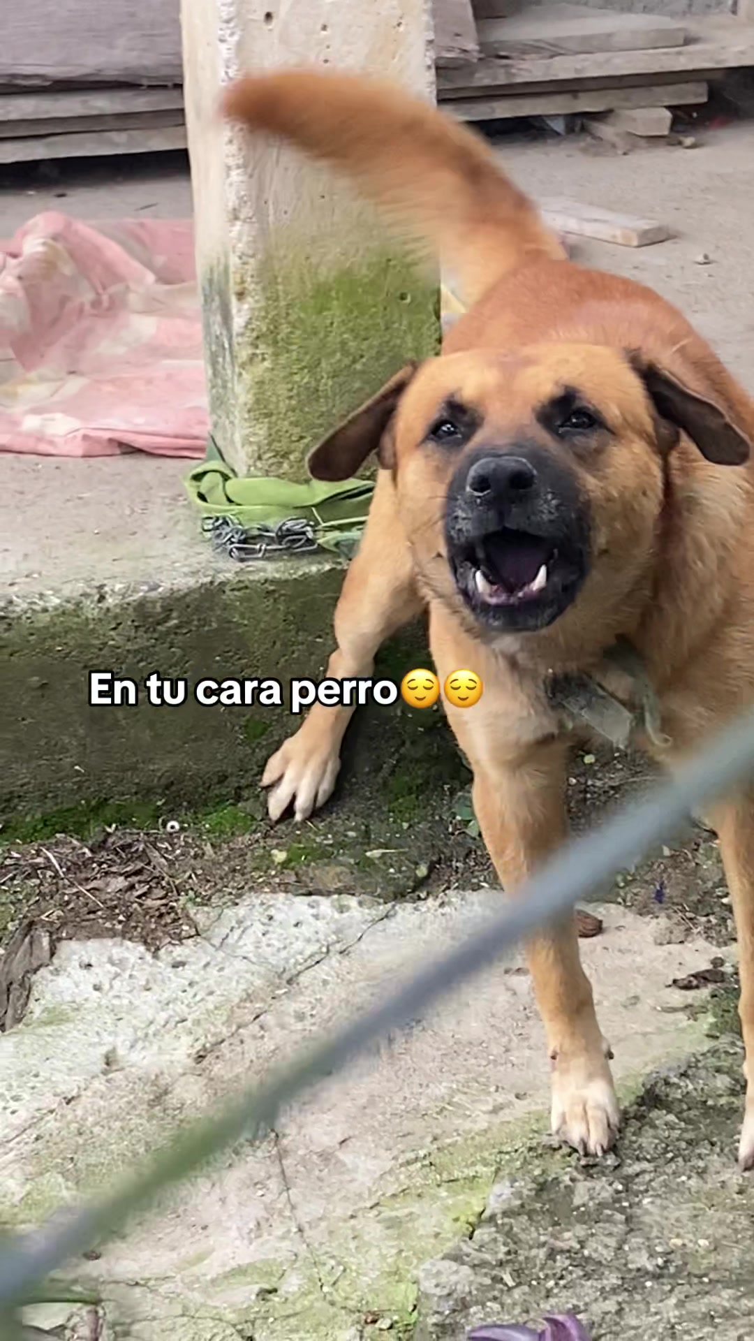 @Chiki_loco