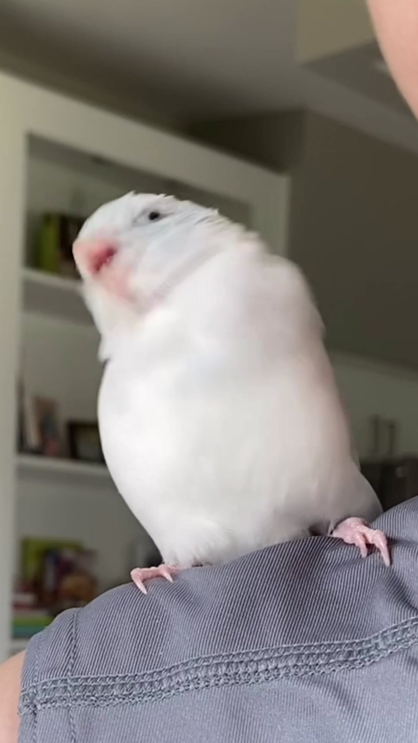 @arlobird