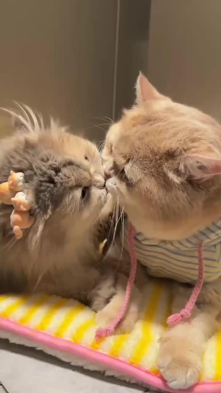 @Cat Love