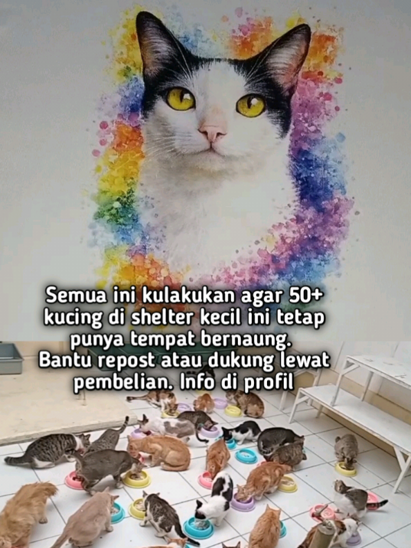 @Kucing Rumah Ronal