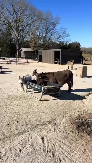 @Double Donkey Ranch
