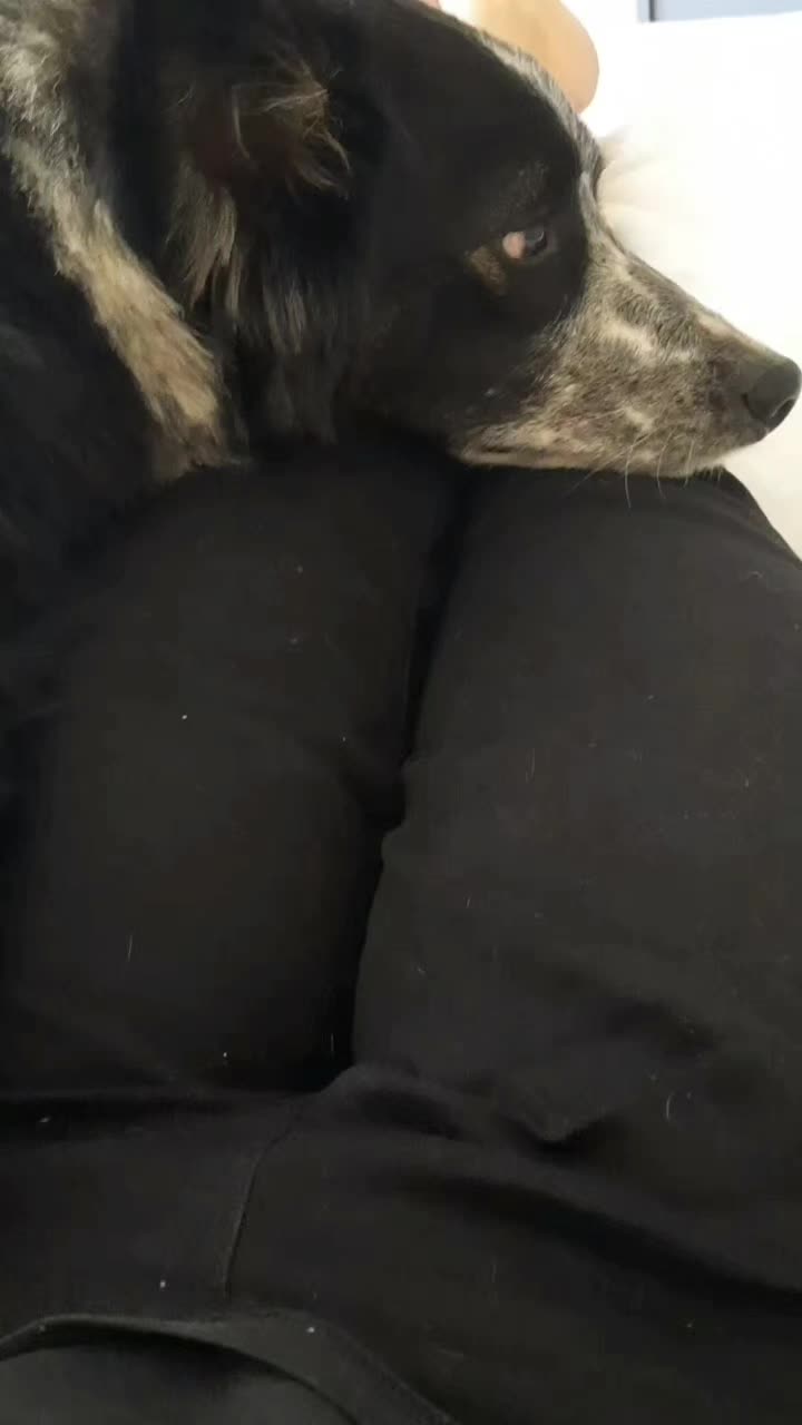 @Bordercollies Anonymous Club