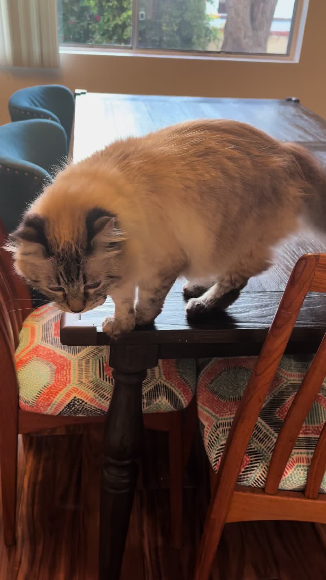 @Brock Meowsnar