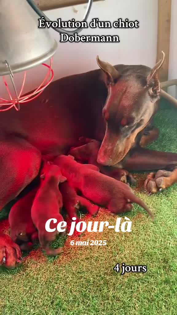 @Élevage Le Monde d’Odin