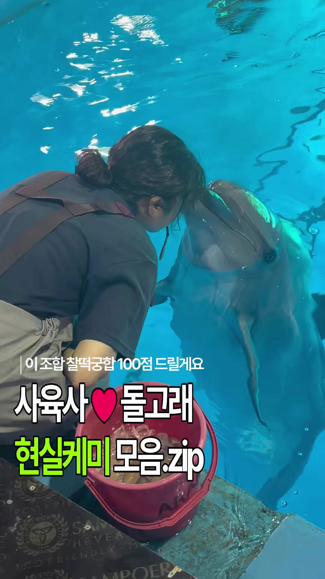 @DolphinTok