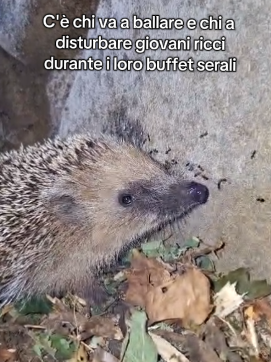 @Mattia Verdiani