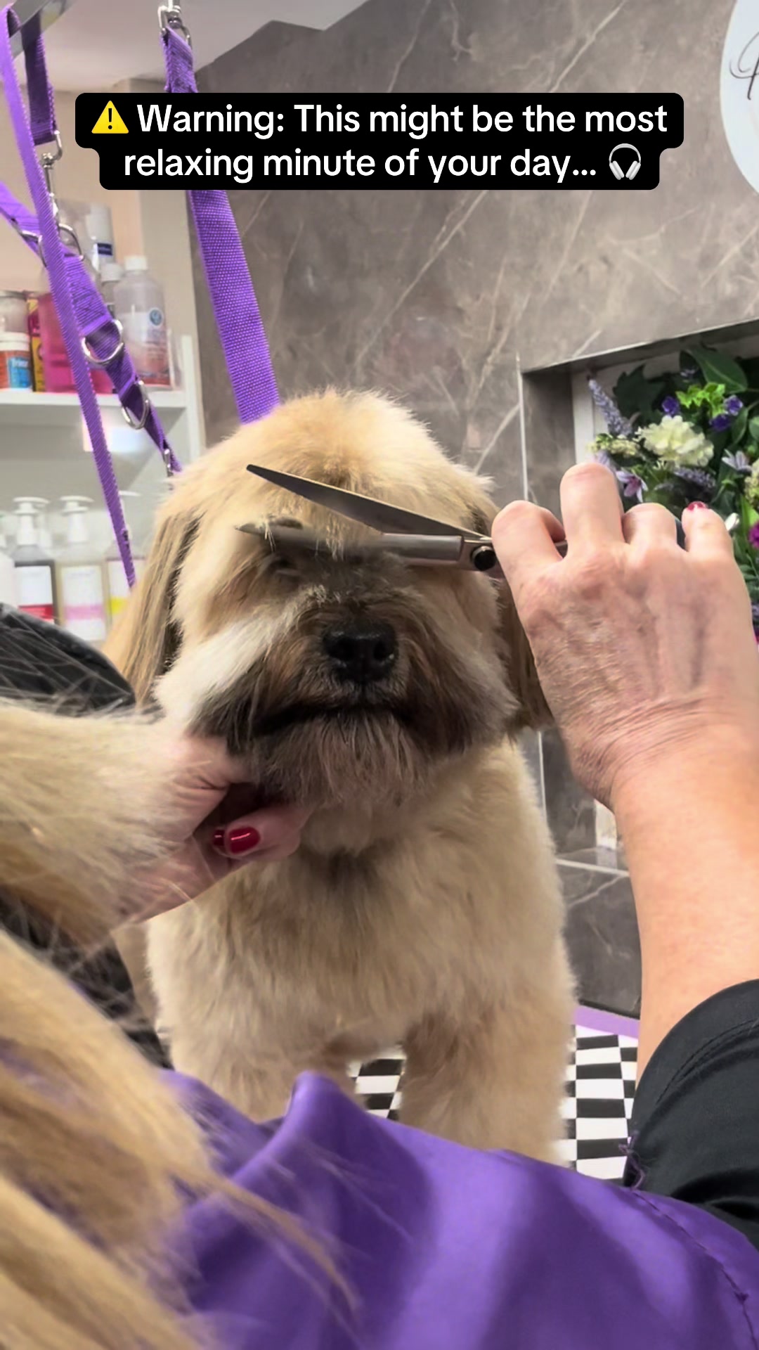 @Poochiepoosdoggrooming