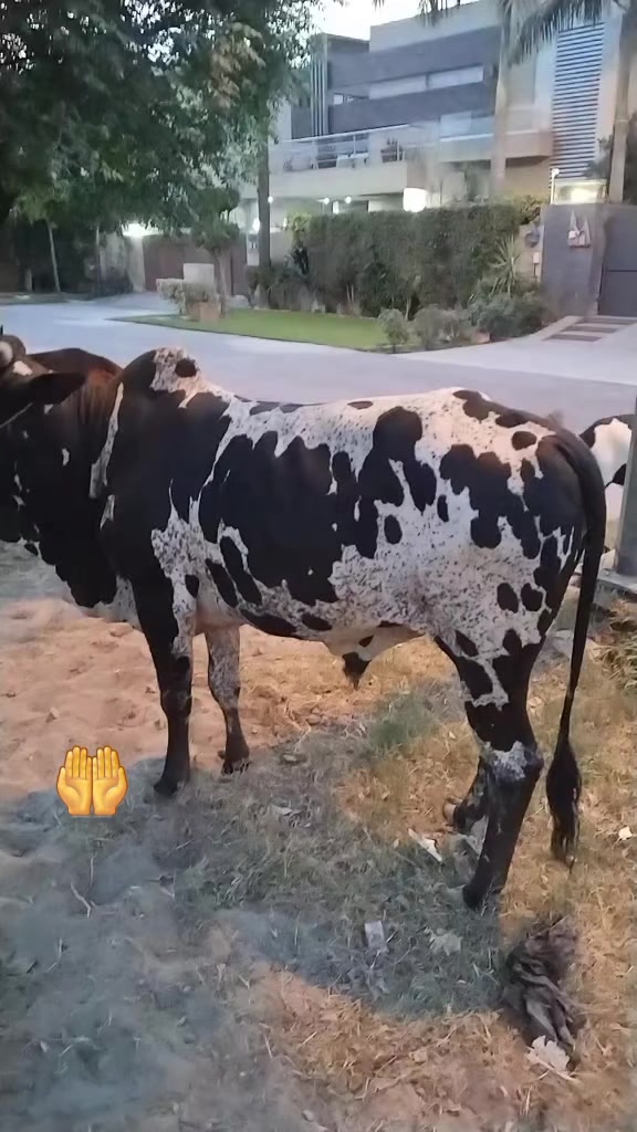 @Irfan laliya 🇵🇰