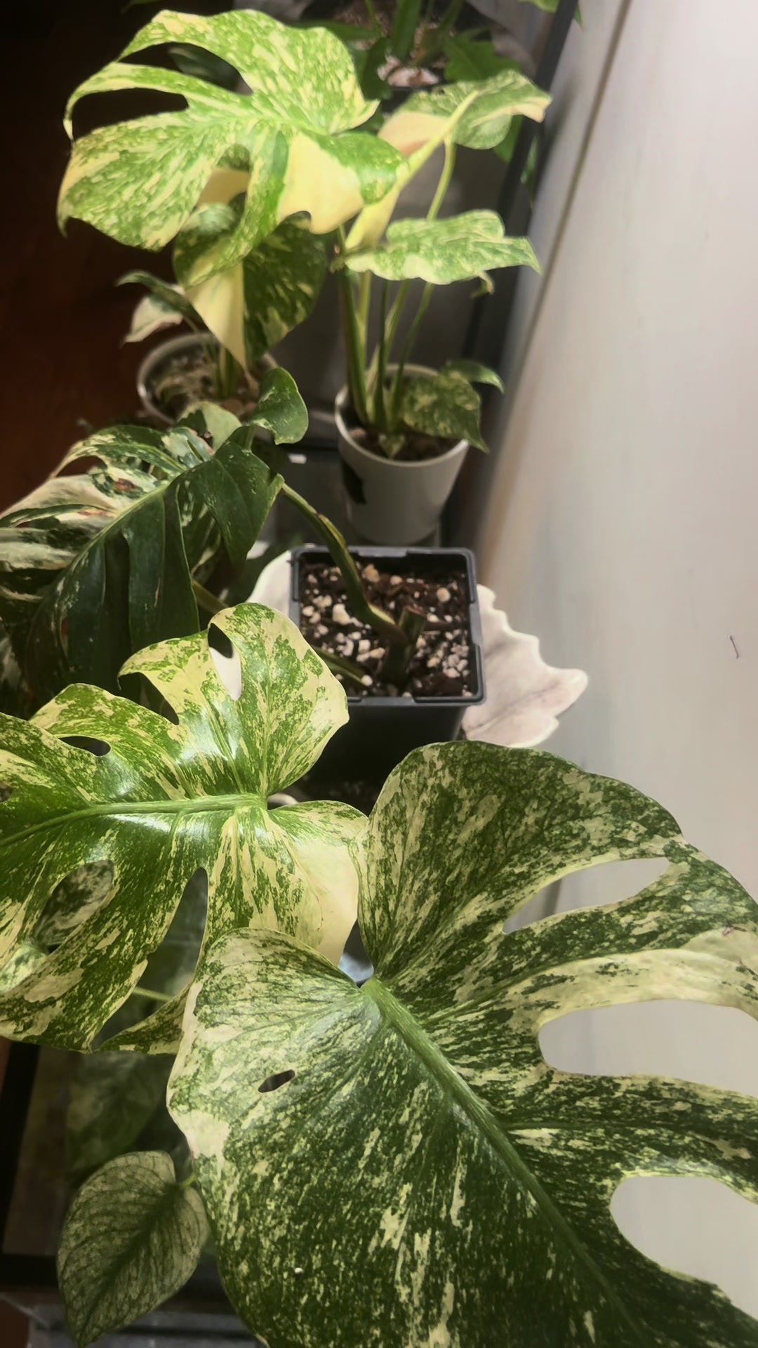 @Plant Deco ATL
