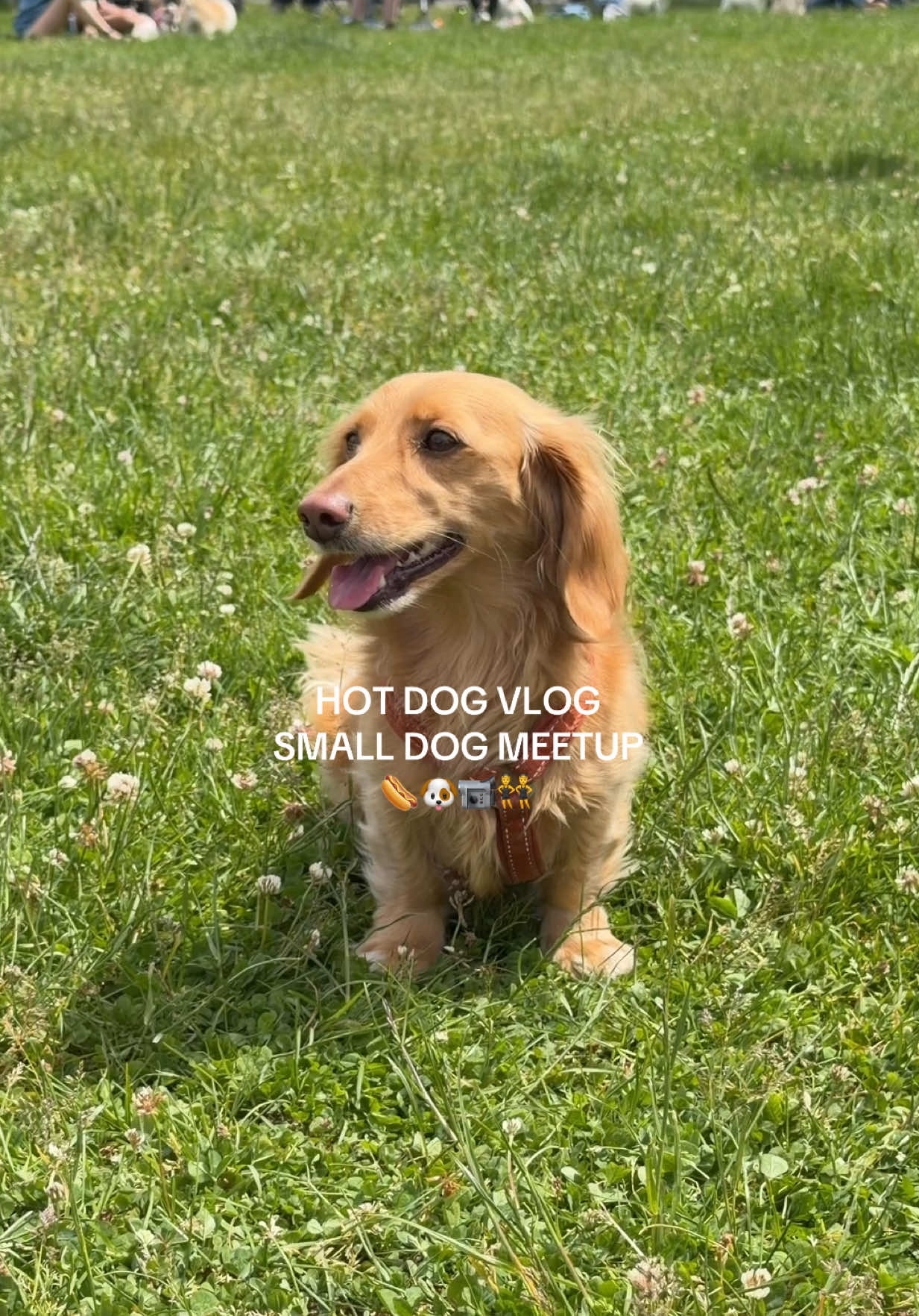 @cashewdachshund