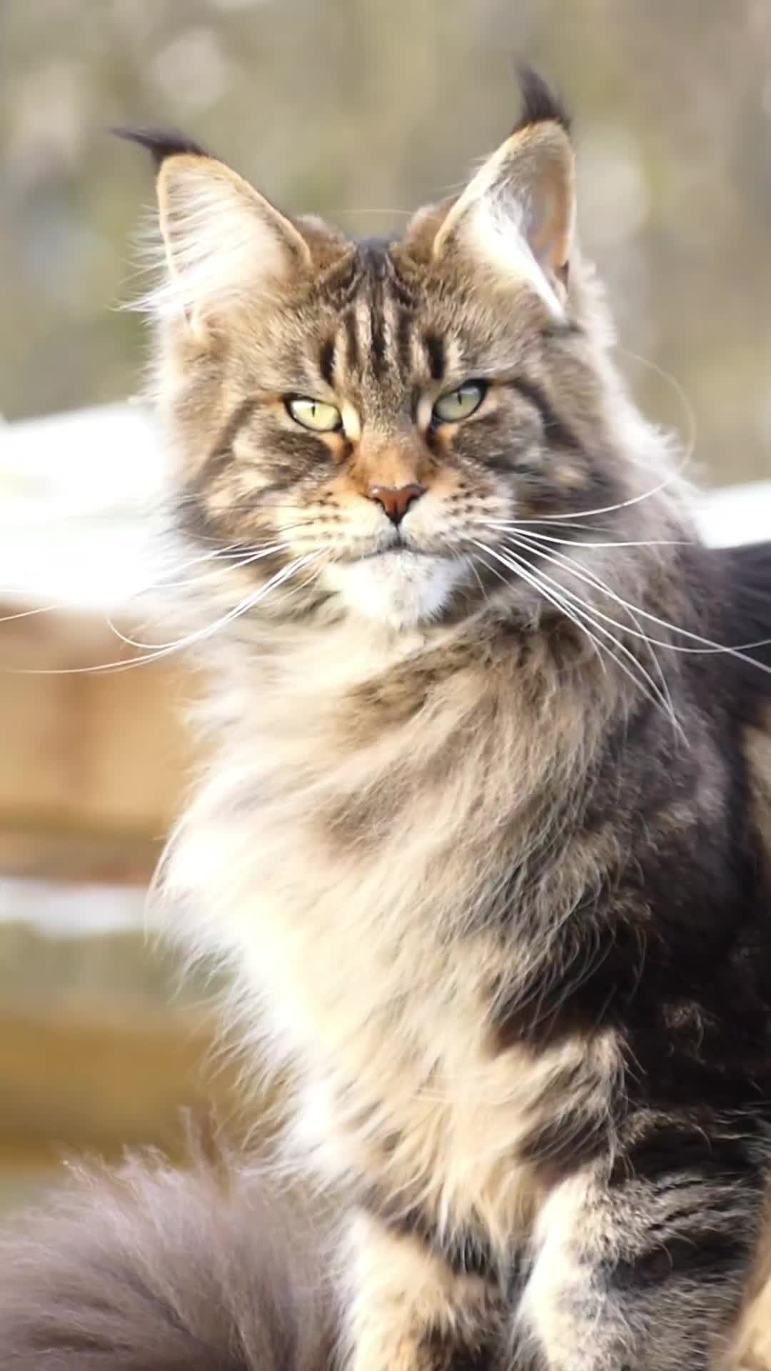 @Cattery Of Wild Kingdom