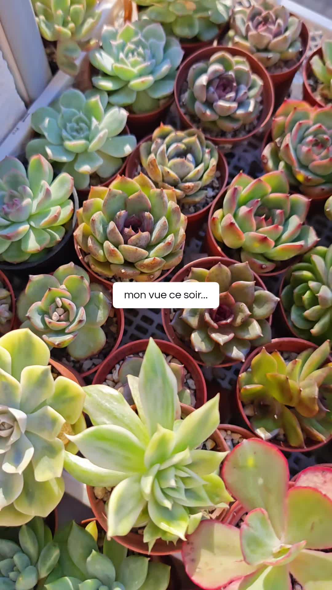 @il était Une Succulente