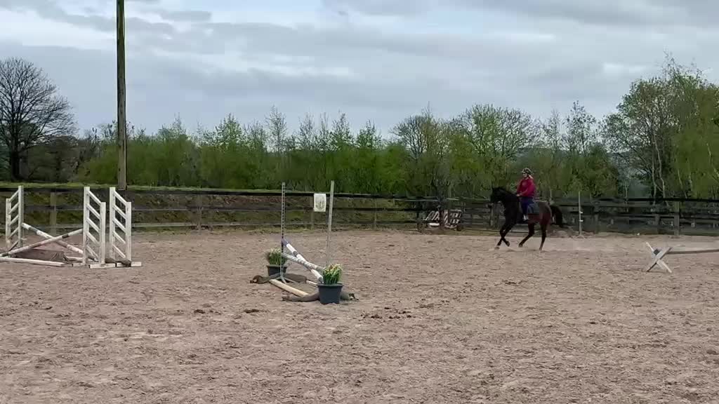 @irishsporthorses