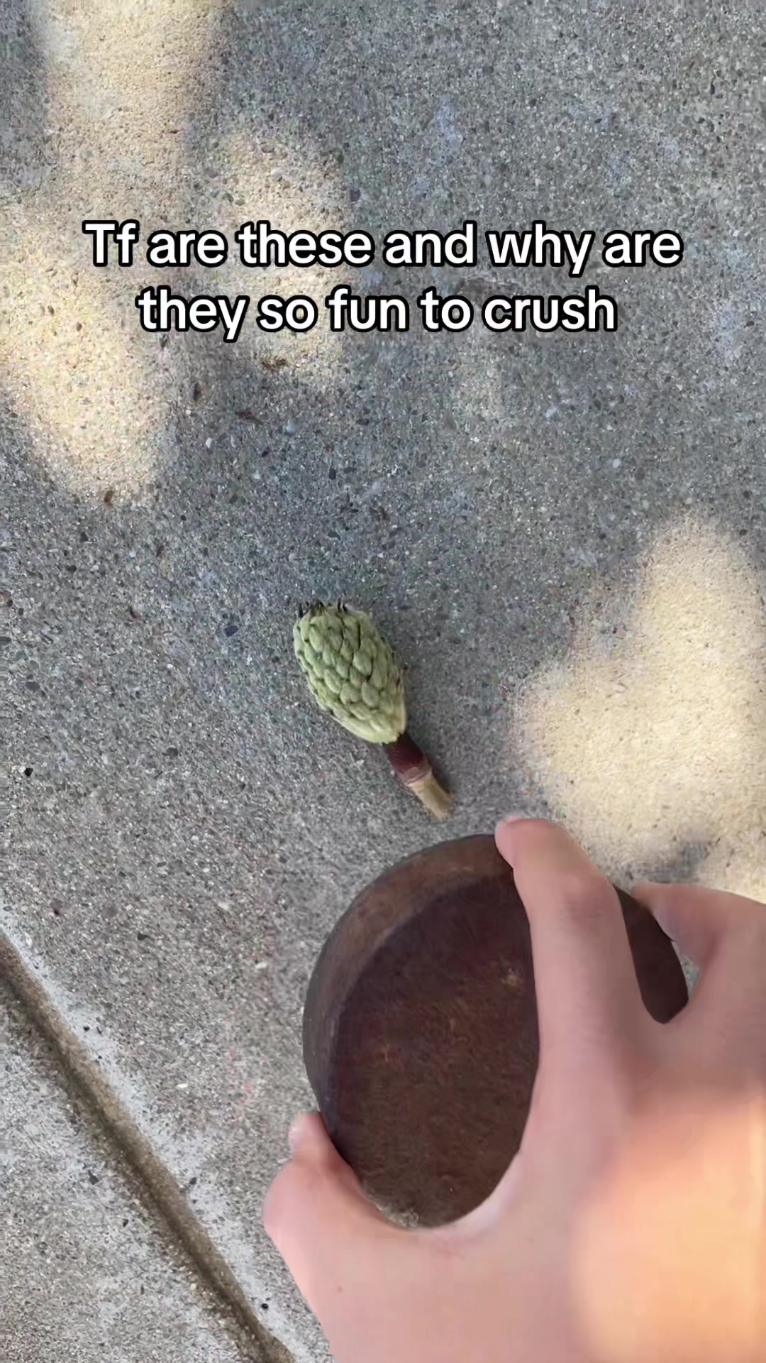 @basil