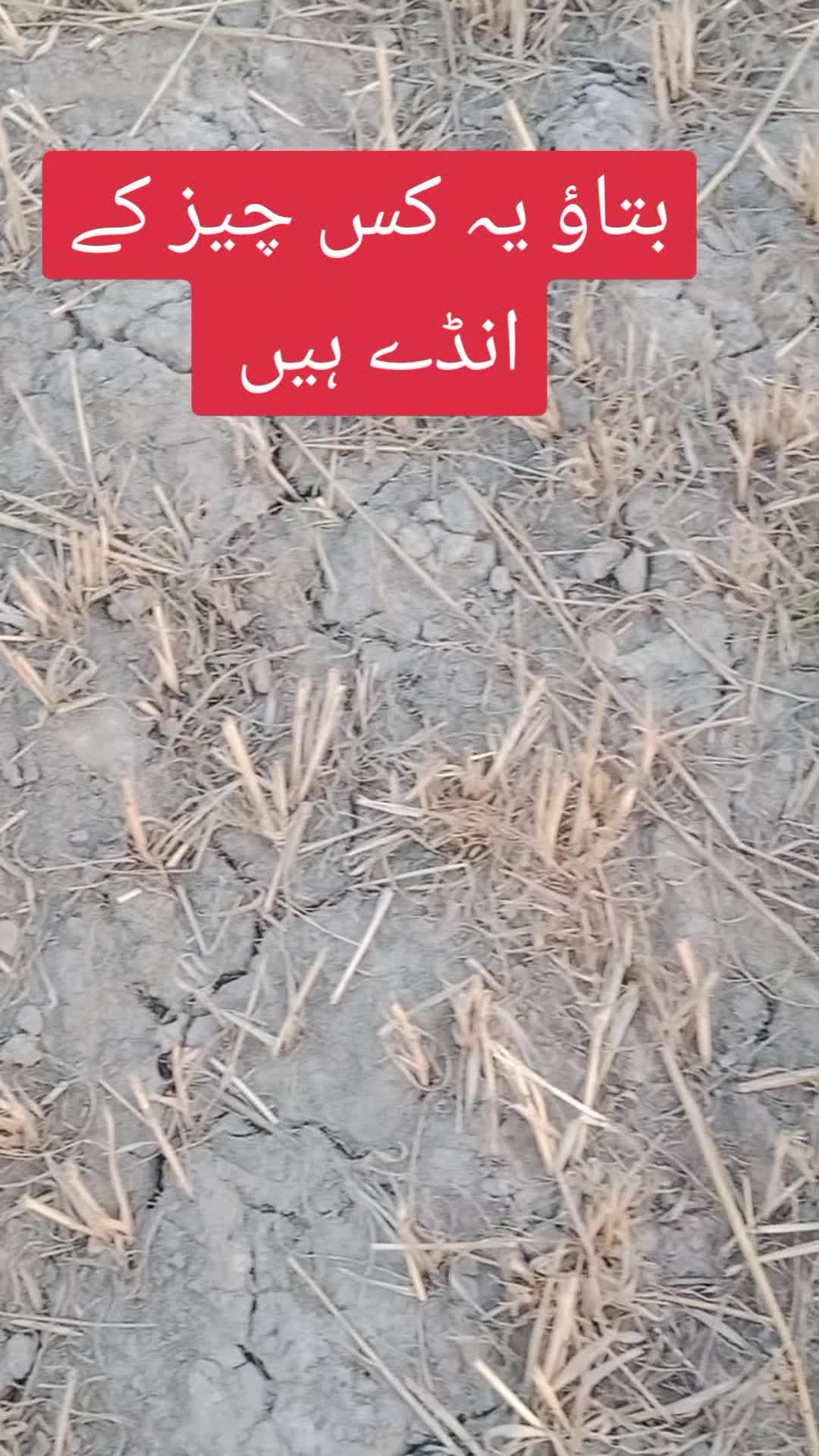 @پینڈو آفیشل🤪🤪