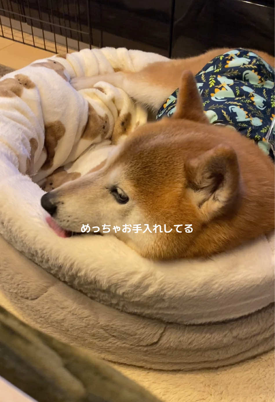 @こむぎといなり