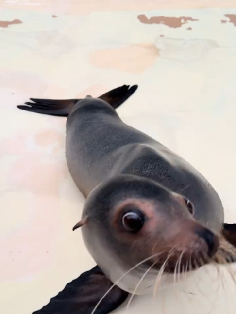 @Seal