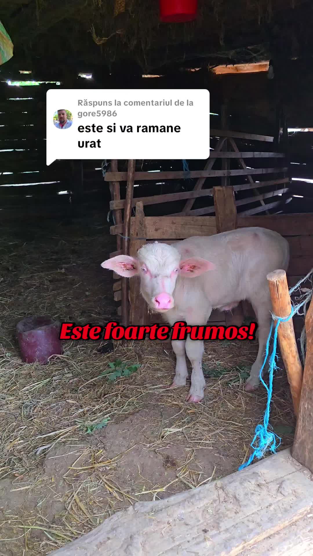 @Viața Satului Bihorean🌏