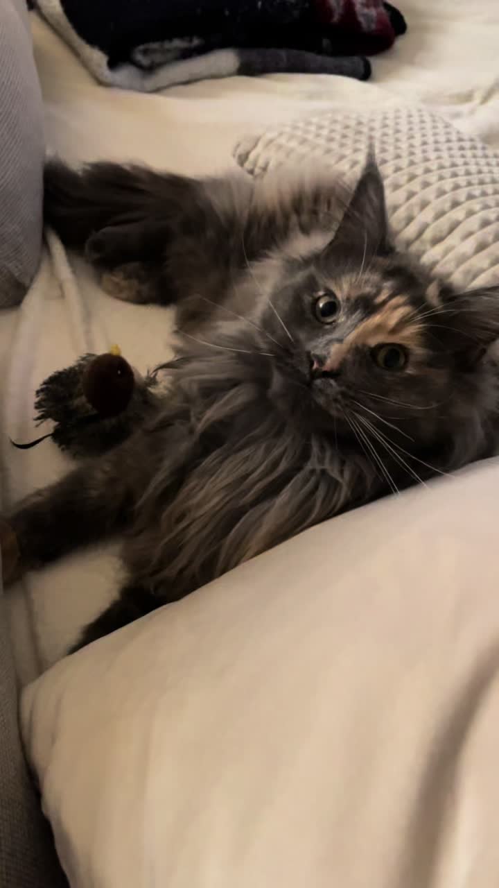 @Mike e Mendy Maine Coon