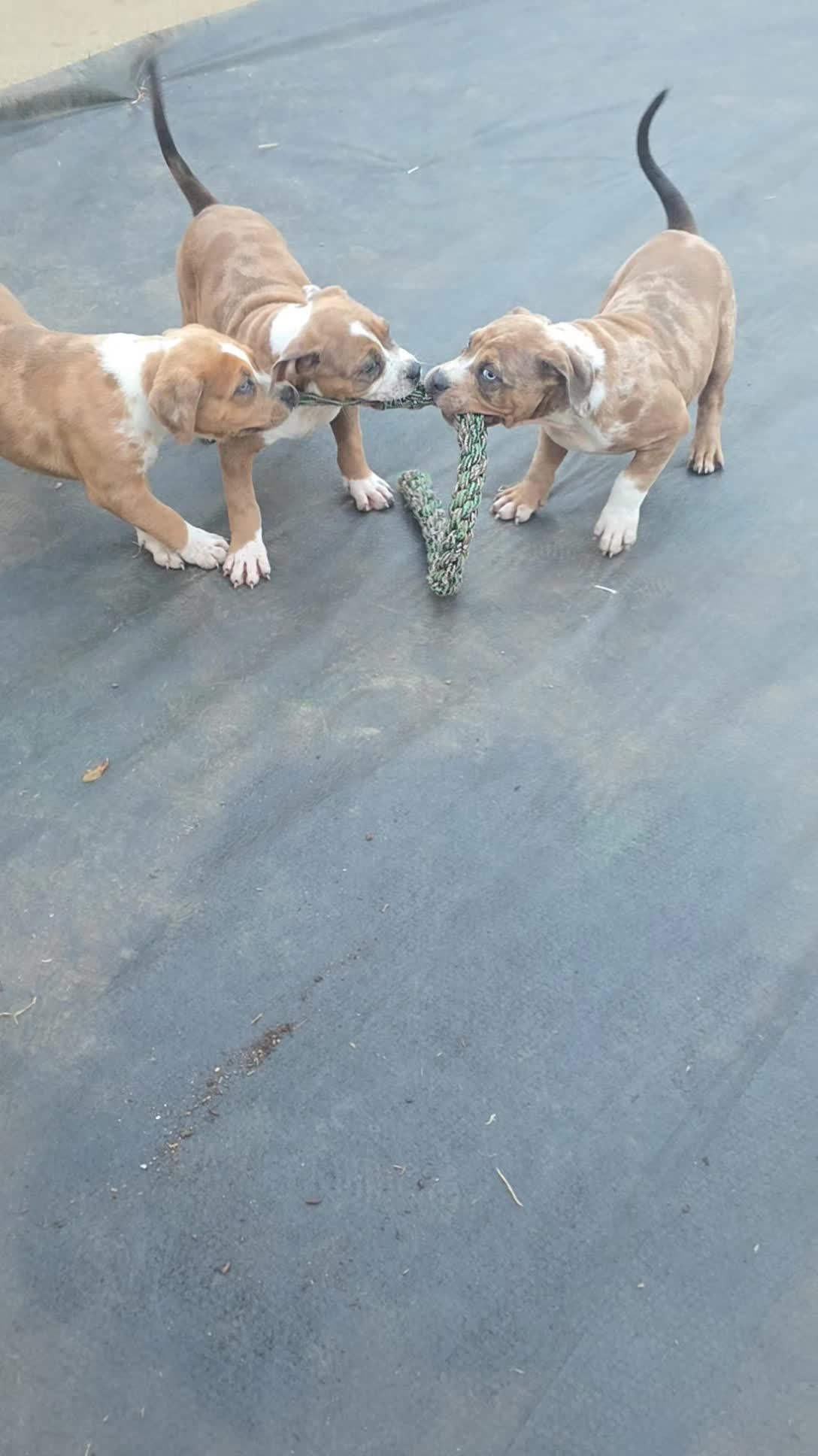 @hwy4bullyz