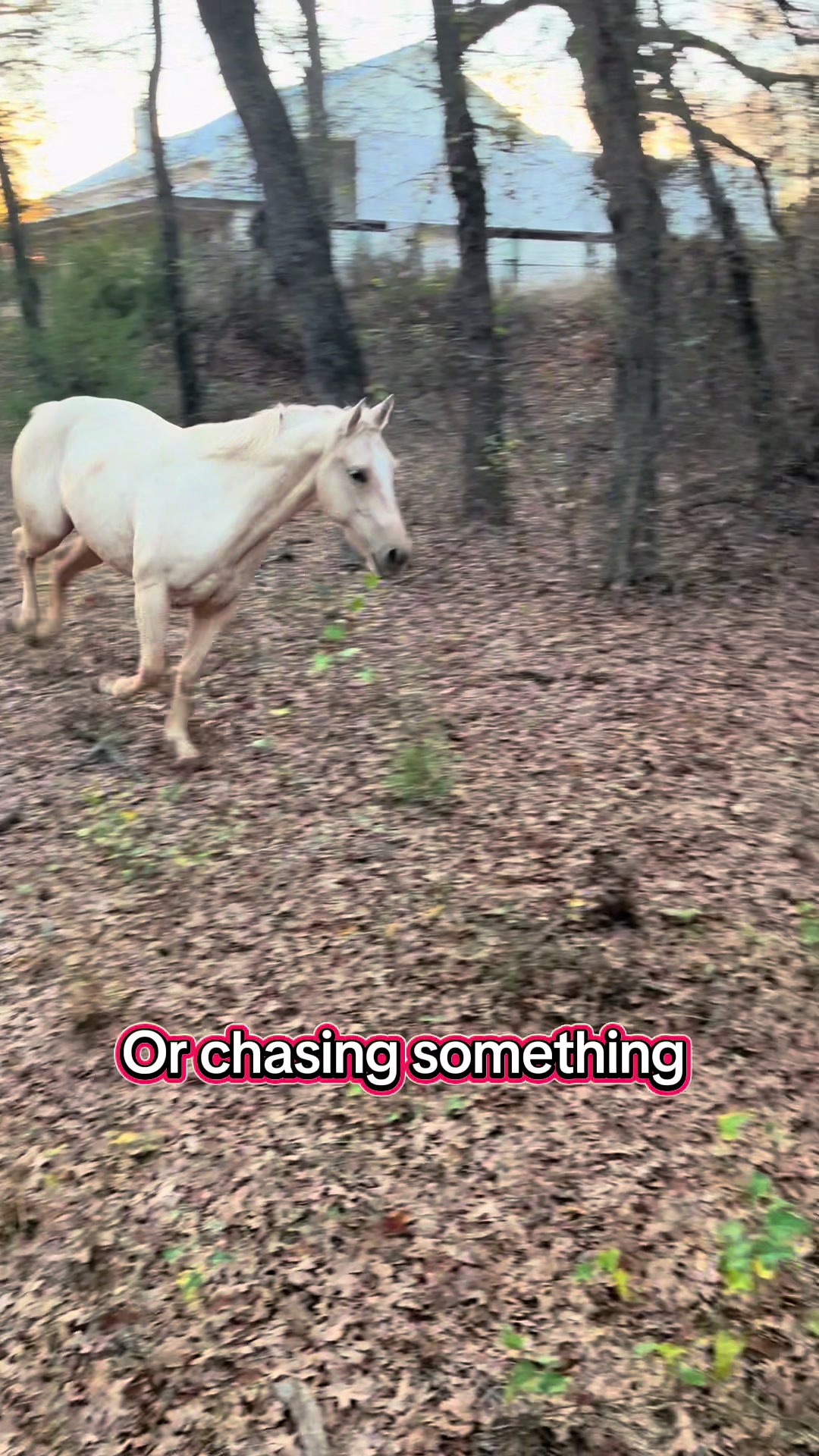 @haley&horses